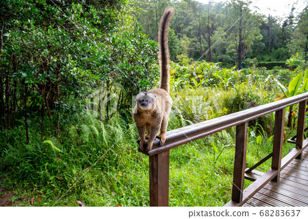 A lemur runs on a handrail from a wooden bridge A lemur runs on a handrail from a wooden bridge 68283637