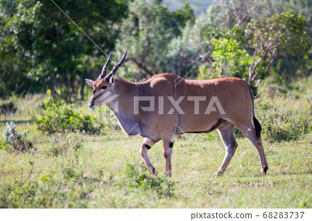 Some antelopes in the grass landscape of Kenya 68283737