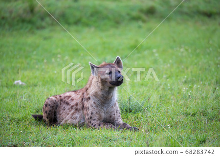 A hyena is lying in the grass in the savannah in 68283742