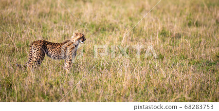 A cheetah walks between grass and bushes in the 68283753