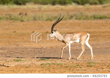 A Grant Gazelle stands in the middle of the grassy 68283781