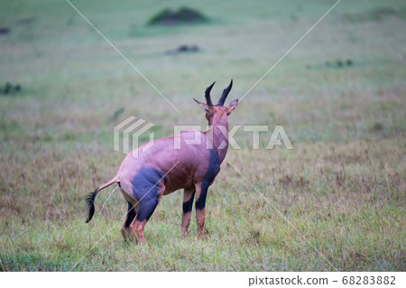 Topi antelope in the grassland of Kenya's savannah 68283882