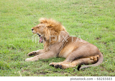 Big lion yawns lying on a meadow with grass Big lion yawns lying on a meadow with grass 68283883