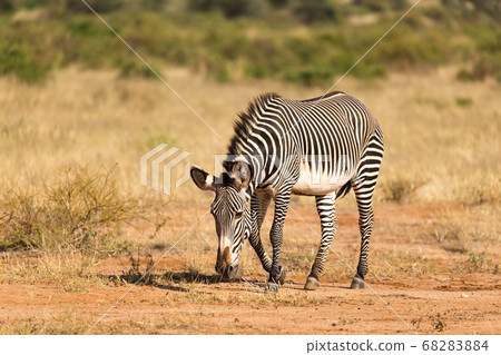 A Grevy Zebra is grazing in the countryside of 68283884