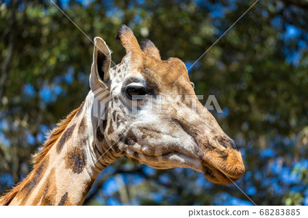 A close-up of a giraffe's head A close-up of a giraffe's head 68283885