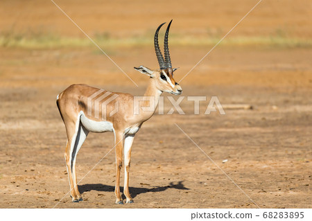 A Grant Gazelle stands in the middle of the grassy 68283895