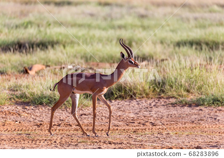 A Grant Gazelle stands in the middle of the grassy A Grant Gazelle stands in the middle of the grassy 68283896