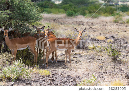 Grant Gazelle grazes in the vastness of the Kenyan 68283905
