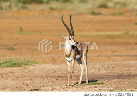 A Grant Gazelle stands in the middle of the grassy A Grant Gazelle stands in the middle of the grassy 68284021