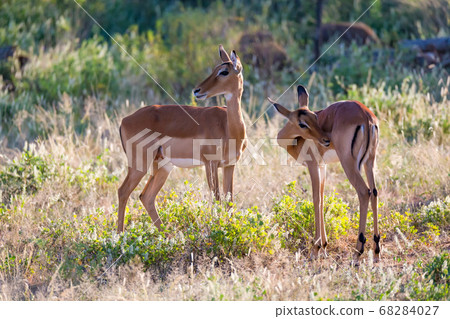 Two impalas stand together in the grass landscape 68284027