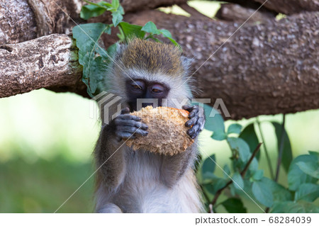 A Vervet monkey has found a fruit and eats it A Vervet monkey has found a fruit and eats it 68284039