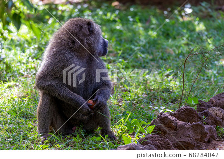 A baboon has found a fruit and nibbles on it 68284042