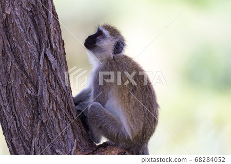 A monkey with a black face sits on a tree 68284052