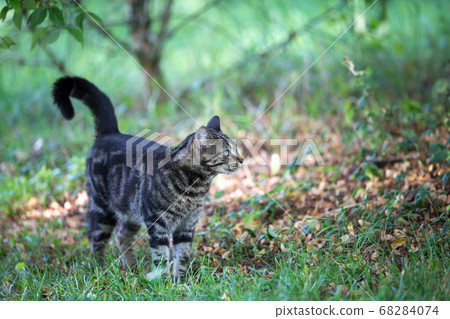 A cat is walking trought the grass and watching A cat is walking trought the grass and watching 68284074