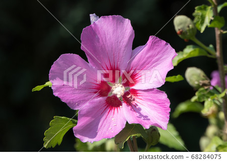 A beautiful pink flower surrounded by green 68284075