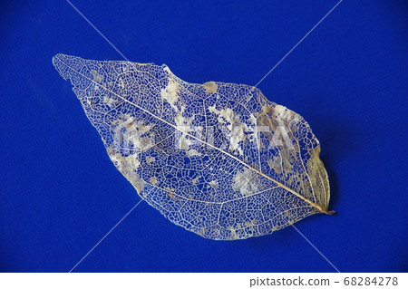 Leaf vein Leaf vein 68284278