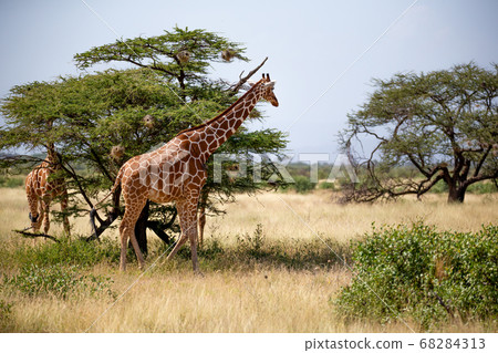 Two Somalia giraffes eat the leaves of acacia Two Somalia giraffes eat the leaves of acacia 68284313