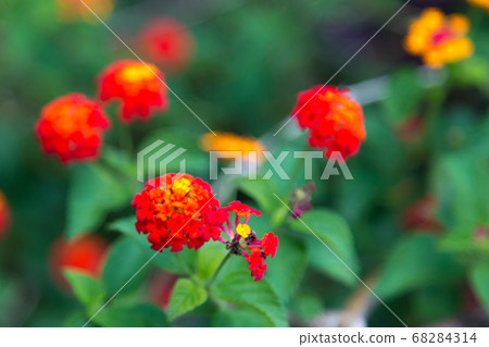 Beautiful and colorful flowers on the bush Beautiful and colorful flowers on the bush 68284314
