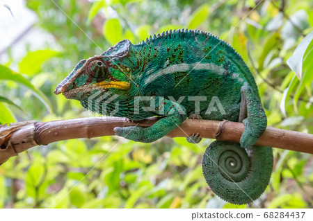 A chameleon in close-up in a national park on 68284437