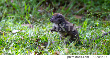 Little lemur in the rainforest on the island of Little lemur in the rainforest on the island of 68284464