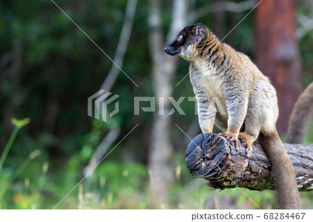 Lemurs on a log hanging over the water Lemurs on a log hanging over the water 68284467