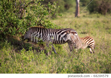 Zebras run and graze in the savannah 68284579