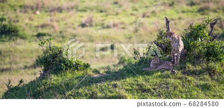 A cheetah mother with two children in the Kenyan 68284580