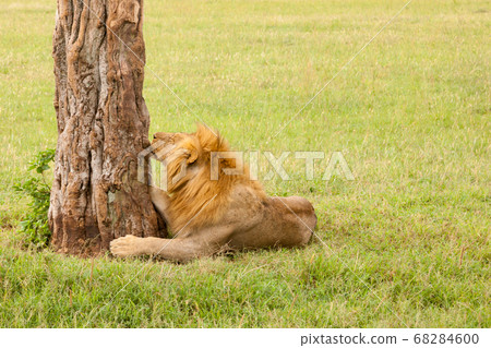 Big lion resting in the grass in the meadow Big lion resting in the grass in the meadow 68284600