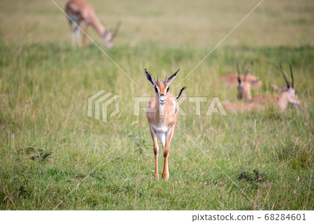 Thomson Gazelle in the Kenyan savannah amidst a Thomson Gazelle in the Kenyan savannah amidst a 68284601