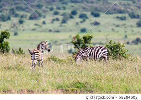 A Zebra family grazes in the savanna in close A Zebra family grazes in the savanna in close 68284602