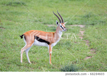 Thomson Gazelle in the Kenyan savannah amidst a Thomson Gazelle in the Kenyan savannah amidst a 68284603