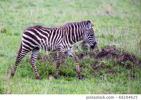 Zebras in the middle of the savannah of Kenya 68284625