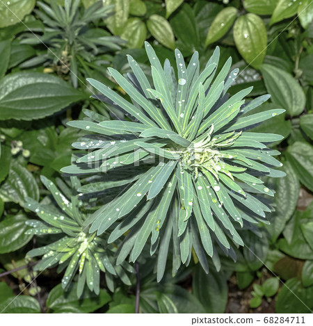 Euphorbia characias known as spurge black pearl, Albanian or large Mediterranean spurge with dew Euphorbia characias known as spurge black pearl, Albanian or large Mediterranean spurge with dew 68284711