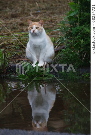 Photos of stray cats Photos of stray cats 68284721