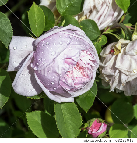 Rose gallica Duchesse de Montebello known as rosa Prolifera de Redoute in British park - London, UK 68285015