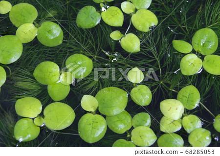 Amazon Frog Pit 68285053