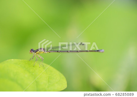 Asian damselfly 4969 68285089