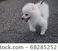 Pomeranian 68285252
