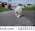 Pomeranian 68285253