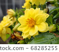 Yellow flower 68285255