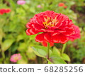 Red flowers after the rain 68285256