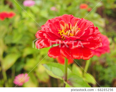 Red flowers after the rain Red flowers after the rain 68285256
