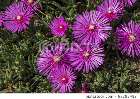 粉色菊花 68285482