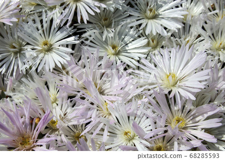 白菊花 白菊花 68285593