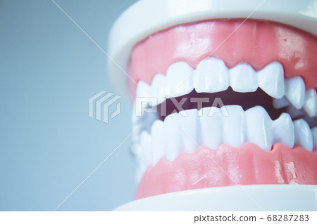 Model denture with metal orthodontics 68287283