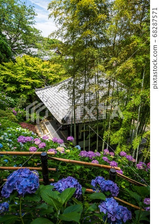 鎌倉長谷寺的繡球花和繡球花可俯瞰繡球花走道 鎌倉長谷寺的繡球花和繡球花可俯瞰繡球花走道 68287571