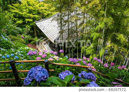 Kazekura and hydrangea overlooking the hydrangea walkway in Hase-dera, Kamakura 68287572