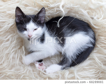 Cute little kitten resting on soft plaid Cute little kitten resting on soft plaid 68289081