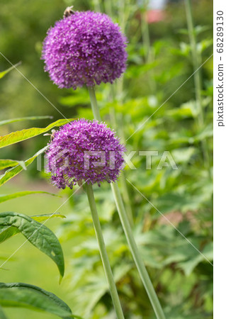 Giant onion, Allium giganteum Giant onion, Allium giganteum 68289130