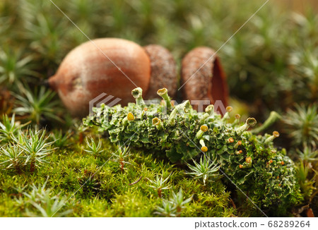 Acorn and lichen 68289264